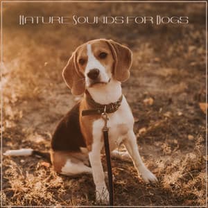 Nature Sounds for Dogs - Pet Care Club