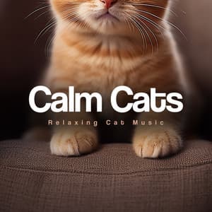 Calm Cats - Relaxing Cat Music