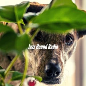 Jazz Hound Radio - Songs for Dogs to Sleep To