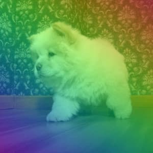 Music for Sleepy Puppy Moments - Glorious Piano Duo - Good Dog Music