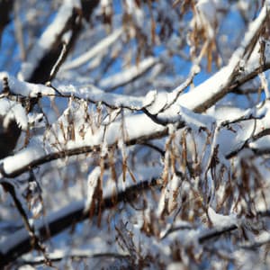 ! ! ! ! Winter's Embrace - Música Relajante