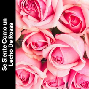 Se Siente Como un Lecho de Rosas. - Meditación Con Ruido Rosado