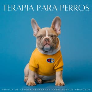 Terapia Para Perros: Música De Lluvia Relajante Para Perros Ansiosos - Sonidos de lluvia tranquila