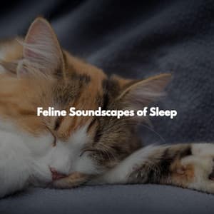 Feline Soundscapes of Sleep - Jazz Romántica para Hoteles