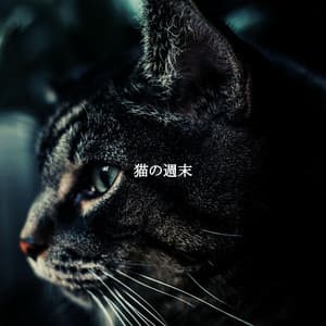 猫の週末 - Musique du Matin