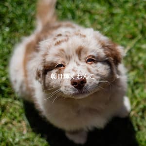 朝日輝くわんこ - Saturday Morning Jazz Playlist