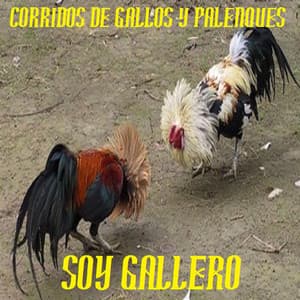 SOY GALLERO - CORRIDOS DE GALLOS Y PALENQUES