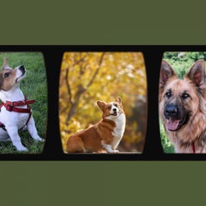 Backdrop for Sweet Dogs - Tremendous Chill Out - Relaxing Dog Music Playlists