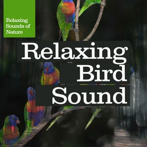 Relaxing Bird Sound - Relaxing Sounds Of Nature