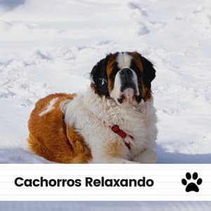 Cachorros Relaxando - Música de Cachorro Calmante
