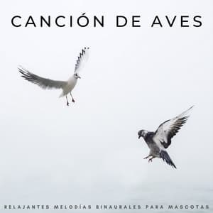 Canción De Aves: Relajantes Melodías Binaurales Para Mascotas - Sonidos De Aves