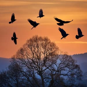 Paisajes Sonoros De Calma: Música Para Reflexionar - Costas del Delta