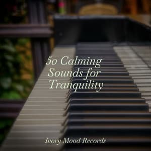 50 Calming Sounds for Tranquility - Ivory Mood