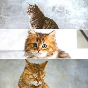 Feelings for Fun Cats - Calm Cat Music