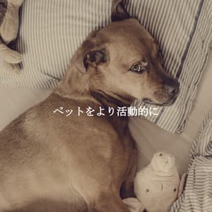 ペットをより活動的に - Luxury Hotel Music