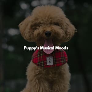 Puppy's Musical Moods - Evening Jazz Relaxation