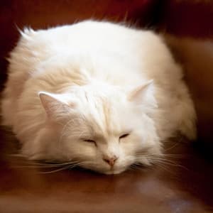 Perfectly Relaxed: Lofi Cat Nap Waves - LO-FI BEATS