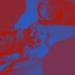 Tenor Sax and Trumpet Solos - Classy Relaxing Dog Music