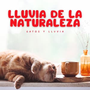 Lluvia de la Naturaleza: Gatos y Lluvia - Musica Lluvia Tranquila