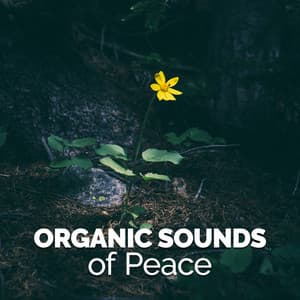 Organic Sounds of Peace - Relaxing Nature Ambience