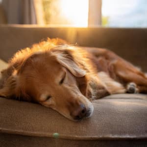 Música Lofi Reconfortante Para Mascotas - Banda Marina