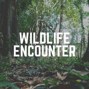 Wildlife Encounter - The Nature Soundscapes