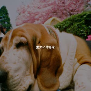 愛犬に休息を - Focus at Work Jazz Playlist