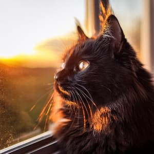 Ritmos De Maullidos: Música De Hip Hop Para Gatos - Música Chill de alta calidad para Relajarse