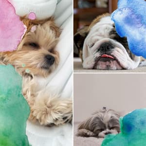 Background Music for ASMR Sleep - Deep Sleep Music