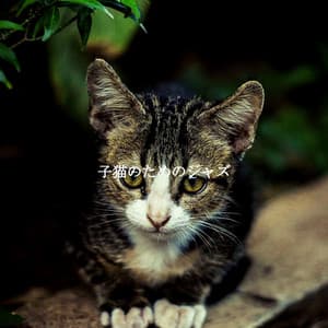 子猫のためのジャズ - Elevator Jazz Music