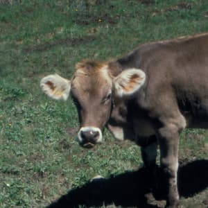 Land und Leute - Rural Sketches, Vol. 2 - Stephan Diez