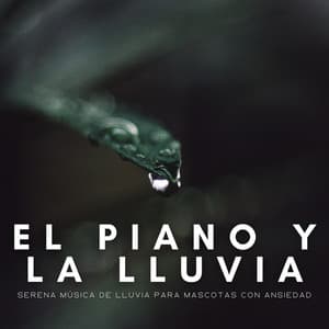 El Piano Y La Lluvia: Serena Música De Lluvia Para Mascotas Con Ansiedad - Música suave de piano