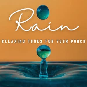 Raindrop Harmony: Relaxing Tunes for Your Pooch - Recording Nature