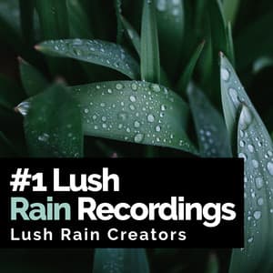 #1 Lush Rain Recordings - Lush Rain Creators