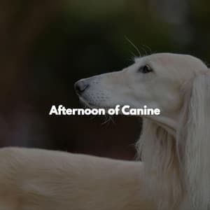 Afternoon of Canine - Easy Listening Morning Music