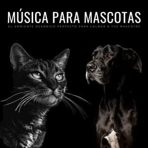 Música Para Mascotas: El Ambiente Oceánico Perfecto Para Calmar A Tus Mascotas - Academia del sueño canino
