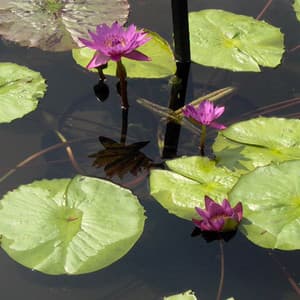 Background Sounds, Vol 18 - Natural White Noise