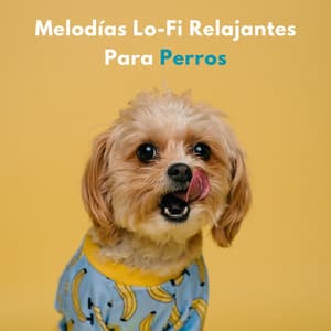 Melodías Lofi Relajantes Para Perros - Cafetería Lofi
