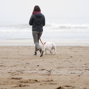 Oceanic Pet Waves: Soothing Binaural Seaside Companionship - Sonic Whales