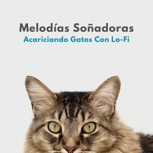 Melodías Soñadoras: Acariciando Gatos Con Lo-Fi - Sonidos pop de baja fidelidad