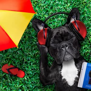 Ambient Music Dog: Serene Sleep - Inner Peace Channel