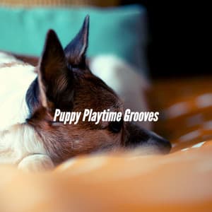Puppy Playtime Grooves - Dog Separation Anxiety Music