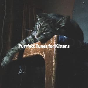 Purrfect Tunes for Kittens - Música Tranquila para Bares