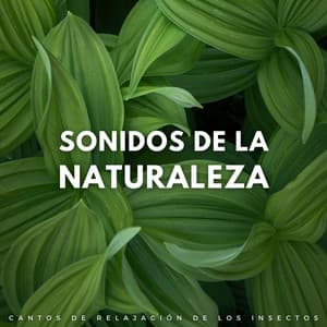 Sonidos De La Naturaleza: Cantos De Relajación De Los Insectos - Grillos del bosque