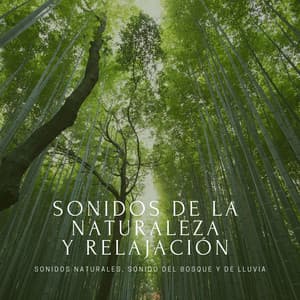 Sonidos de la Naturaleza y Relajación – Sonidos Naturales, Sonido del Bosque y de Lluvia - Sonidos de la Naturaleza Star
