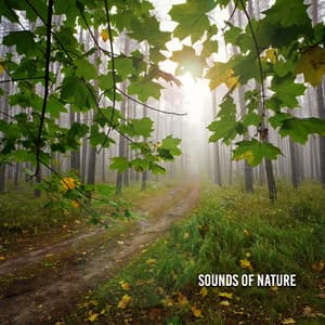 Sounds Of Nature - Sleep Sounds of Nature