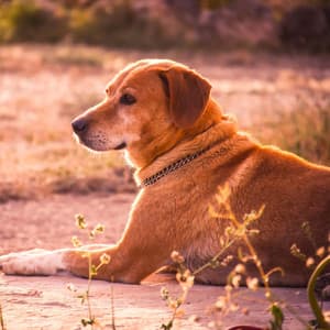 Cozy Chill Music: Dogs' Quiet Tranquility - Cozy Home