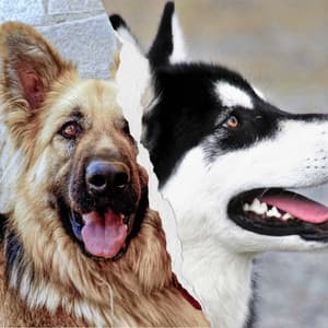 Sort - Dogs on Couch - Sleeptime for Dogs