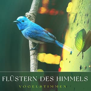 Flüstern des Himmels - Vogelstimmen