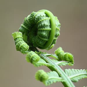 Easy Listening Nature Melodies - Natural Sound Makers